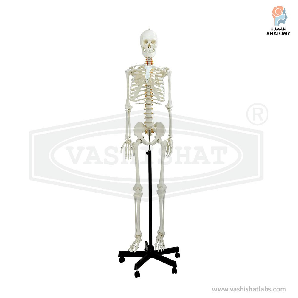 Human Skeleton Anatomical Model Life Size with Stand